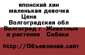 японский хин - маленькая девочка › Цена ­ 20 000 - Волгоградская обл., Волгоград г. Животные и растения » Собаки   